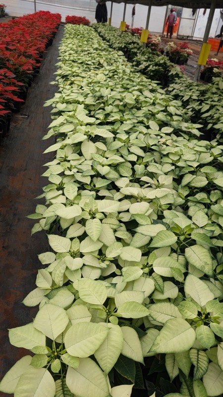 Poinsettia variety